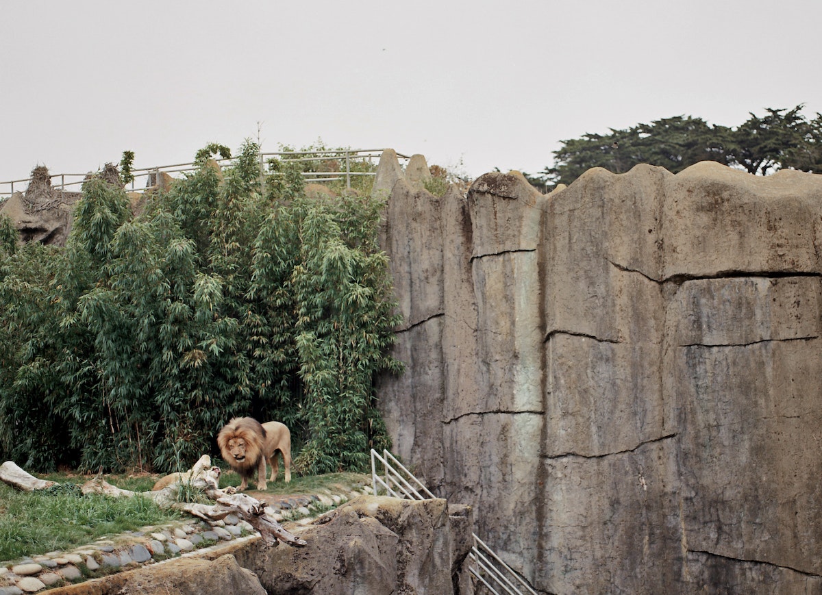 Lions-1 -