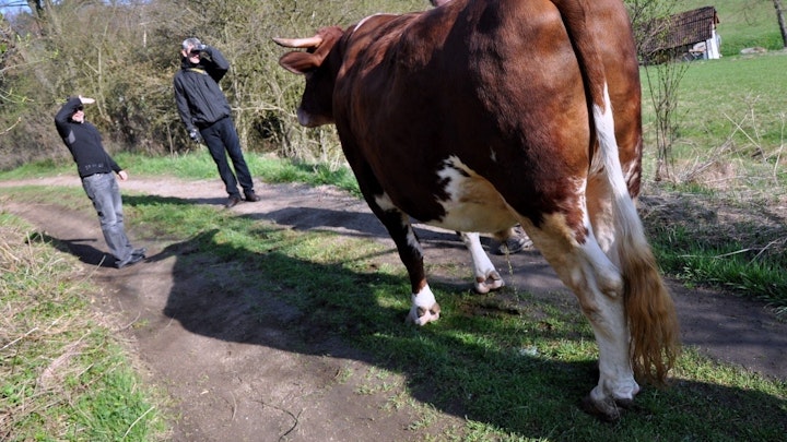 Gambrinus "Steak Ranch"