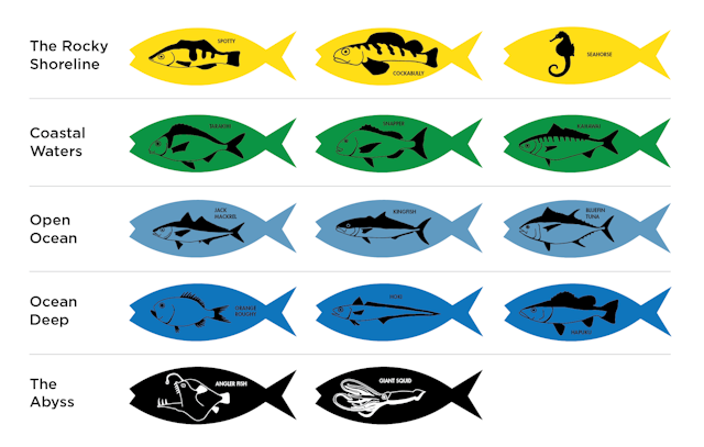 Fish Illustration-01