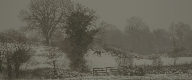 snow horse
