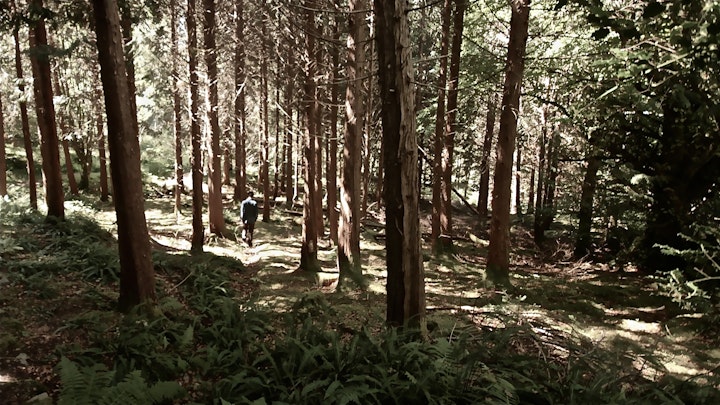 JONO SMITH - scottish forest