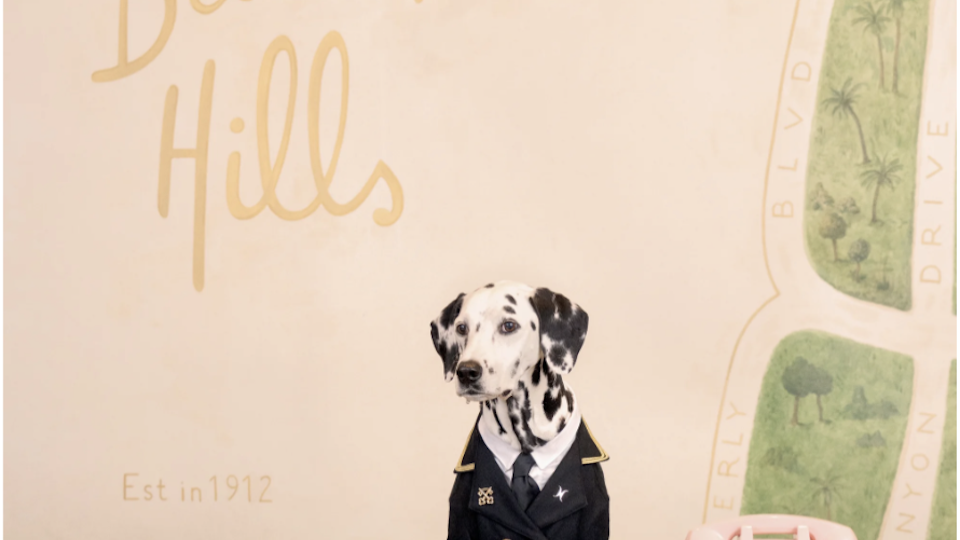 Dogs at the Beverly Hills Hotel