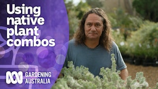 Combining native varieties in your garden design | Australian native plants | Gardening Australia