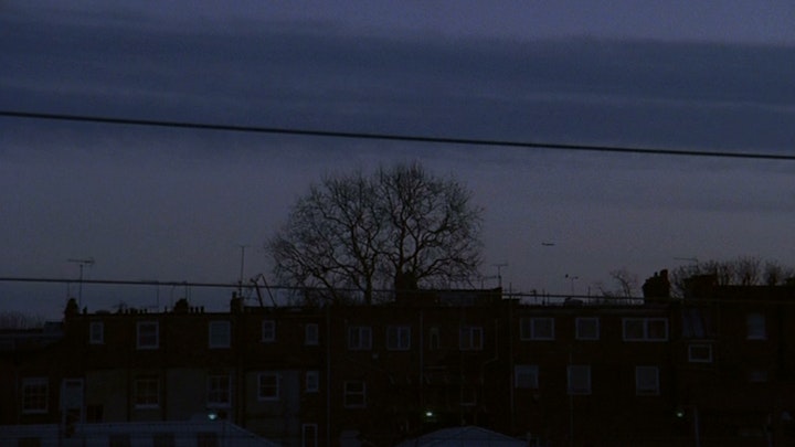 birds get vertigo too