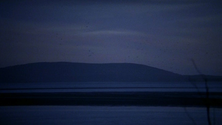 birds get vertigo too