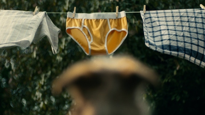 DOGS TRUST | UNDERWEAR EVER AFTER