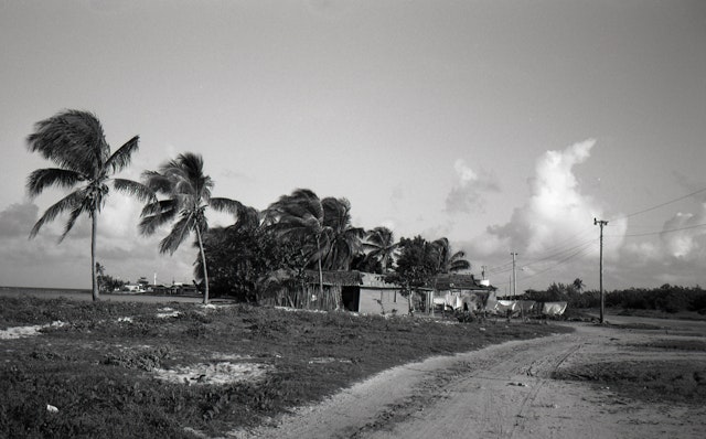 wide shacks palms