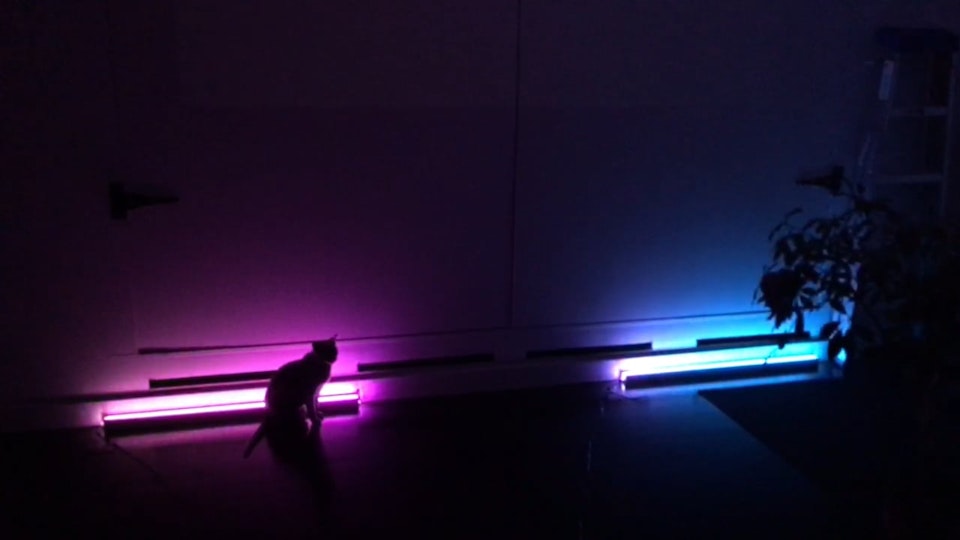 Light Installation for Lustre and LULU - (cat for scale)